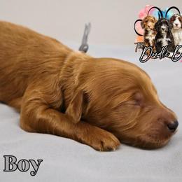 Grey boy - Red  male Goldendoodle puppy in Enfield, Connecticut from Sweet Connecticut Doodles