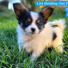 L3A Holding Out For A Hero - White black and tan male Papillon puppy in Davenport, Washington from Lovely Ladies and Little Asses Miniature Equines (L3A Pomeranians & Papillons)