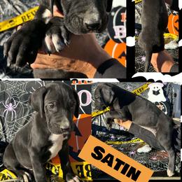 Satin - Black male Great Dane puppy in Wellsville, New York from Prophecy Danes