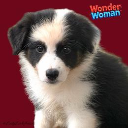 Wonder Woman-Black Tri Female - Black tri-color female Australian Shepherd puppy in Gainesville, Texas from Lady Luck Aussies
