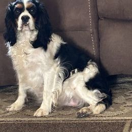 Gracie - Cavalier King Charles Spaniel