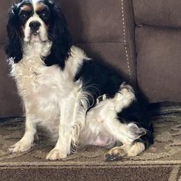 Gracie - Cavalier King Charles Spaniel