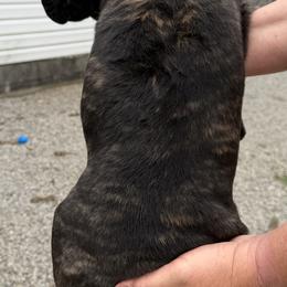 Cane Corso Puppies from CANE CORSO DI DROGHEDA