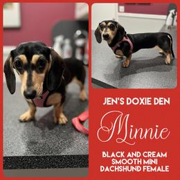 Minnie - Dachshund