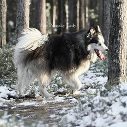 Dash - Pomsky