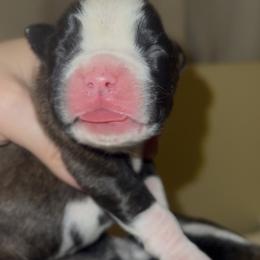 Rorschach's Thiccness - Brindle female Boxer puppy in Seward, Nebraska from Rorschach Boxers