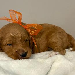 Ham - Red  male Goldendoodle puppy in Dayton, Tennessee from MK Goldendoodles