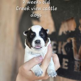 Girl 4 - Blue female Australian Cattle Dog puppy in Monroe, North Carolina from Creek View Cattle Dogs