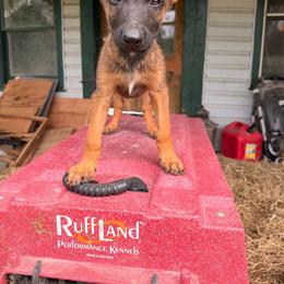 Iron Ram's Anguirus - Mahogany male Belgian Malinois puppy in Hartville, Missouri from Iron Ram Working Dogs
