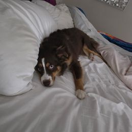 Miniature Australian Shepherd All Grown Up from Country Charm Mini Aussies