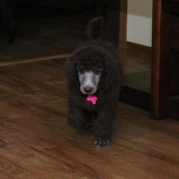 Poodle Puppies from RK'S Pets