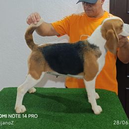 Heidi - Beagle