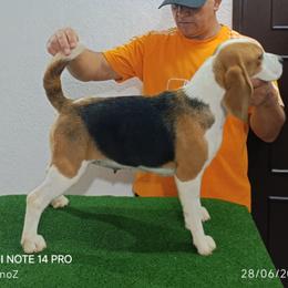 Heidi - Beagle