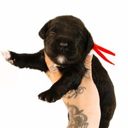 Motive - Black male Australian Labradoodle puppy in Valley Springs, California from Blue Denim Doodles