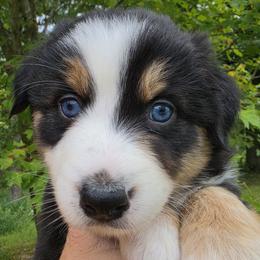 Jazz - Black tri-color female Australian Shepherd puppy in Makanda, Illinois from S.I. Aussie