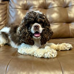 Gemma - Cocker Spaniel