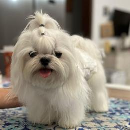 Maltese All Grown Up from A Maltese 4U