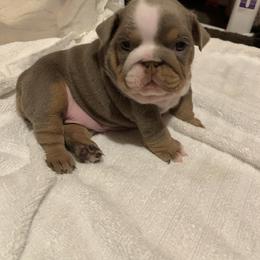 Storm - Lilac tri-color female Bulldog puppy in South Gate, California from Creations Bulldogs