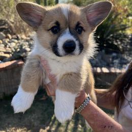 Green Collar Boy 2 - Sable Pembroke Welsh Corgi puppy in Redding, California from Muletown Corgis