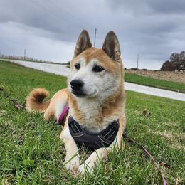 MOCHA - Shiba Inu