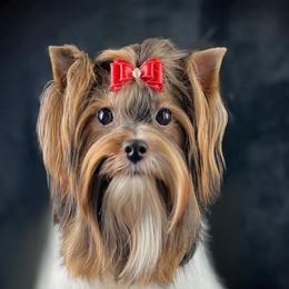 Saga - Biewer Terrier