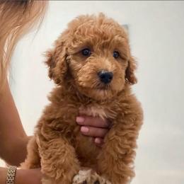 Biggest Boy Red Apricot with Frosted Tips - Red  male Goldendoodle puppy in Clarksville, Tennessee from Tennessee Goldendoodles, since 2014