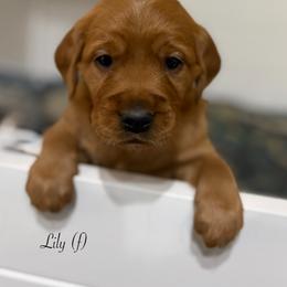 Lily - Golden female Golden Retriever puppy in Fruitland, Idaho from Bethel Retrievers