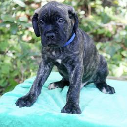 Cane Corso Puppies from Harlow Cane Corso