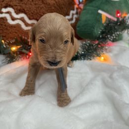 Grey - Apricot male Goldendoodle puppy in Bakersfield, California from Lavish Doodles