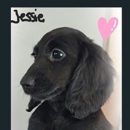 Dachshund Puppies from Valley Springs Daschunds