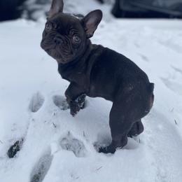 French Bulldog Puppies from Poppy’s Frenchies