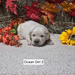 Ocean girl 2 - Light golden female Golden Retriever puppy in Niles, Michigan from Christiana Creek Goldens