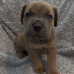 Boy 1 - Gray and fawn male Cane Corso puppy in Tremonton, Utah from Westland Kennels