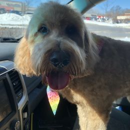 Goldendoodles from Mimi’s Goldendoodles