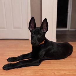 Orange - Black male Belgian Malinois puppy in Muskegon, Michigan from Red Acres Working Line K9s