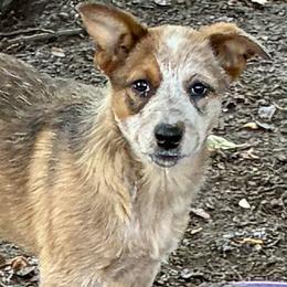 Female 01 - Red speckled female Australian Cattle Dog puppy in Sheridan, Oregon from 6pk Cattledogs