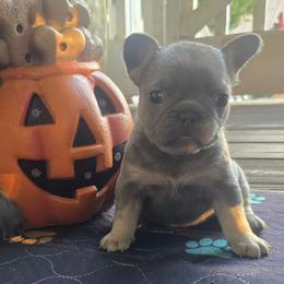 Lilac and tan female - Liver female French Bulldog puppy in Tuscaloosa, Alabama from J & J classic frenchies