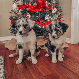 Australian Shepherd Puppies from Beaver Creek Aussies