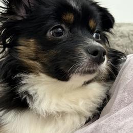 Minnie - Toy Australian Shepherd