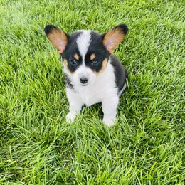 American Corgi, Companion Cross, Miniature Australian Shepherd, and Pembroke Welsh Corgi Puppies from FreckledCowgirlCorgis