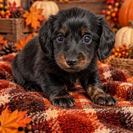 Salem - Black and tan male Dachshund puppy in Fultonville, New York from Sandy Aussies, Mini Dachshunds & Pomeranians
