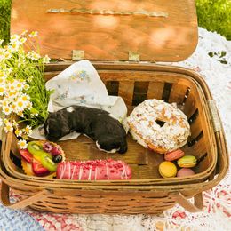 Poodle Puppies from Setting the Standard Poodles