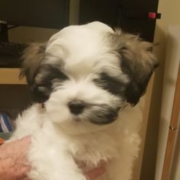 "Johnny" Havanese Puppies from Shadybrook Havanese