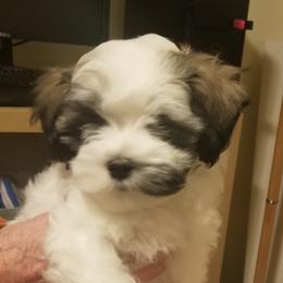"Johnny" Havanese Puppies from Shadybrook Havanese