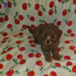 Layla - Red female Cavapoo puppy in Copan, Oklahoma from Lebel Cavapoos