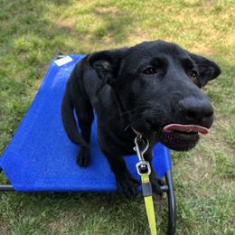 German Shepherd Puppies from Paws Of Germany