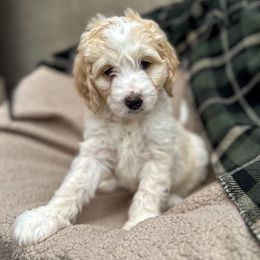 ACDC - Red male Bernedoodle puppy in Surprise, Arizona from Huckleberry Doodles
