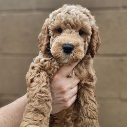 Girl 1 - female Goldendoodle puppy in Mesa, Arizona from AZ Cuddle Doodle Kisses