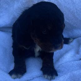 Boy 3 - Tri-color male Bernedoodle puppy in Los Angeles, California from Bernied00dle Love