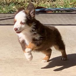 Toy Australian Shepherd Puppies from Texas Toy Aussies